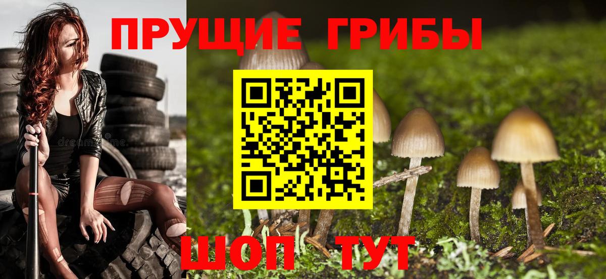 Урус-Мартан  Псилоцибиновые грибы Psilocybine cubensis  Вход с VPN 